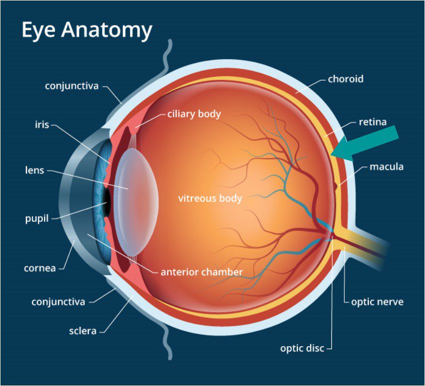 Eye Diagram Retina